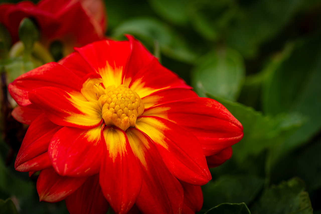 flower, dahlia, blooming-8255103.jpg